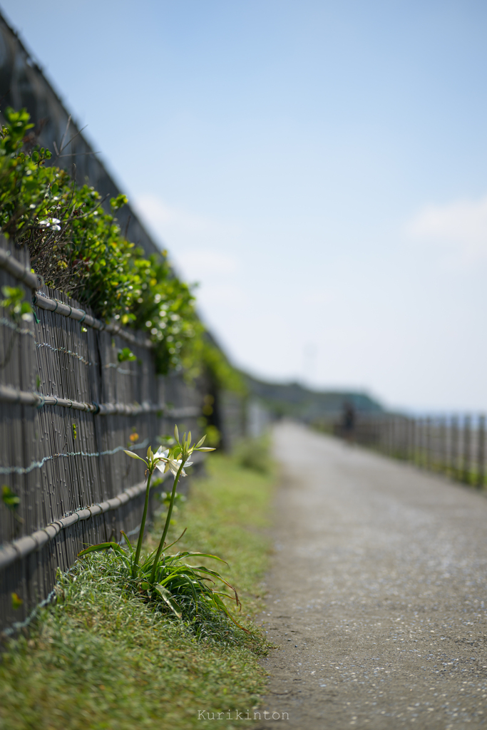 海沿いに咲くユリ