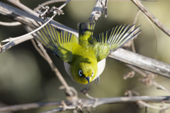 メジロん飛行隊