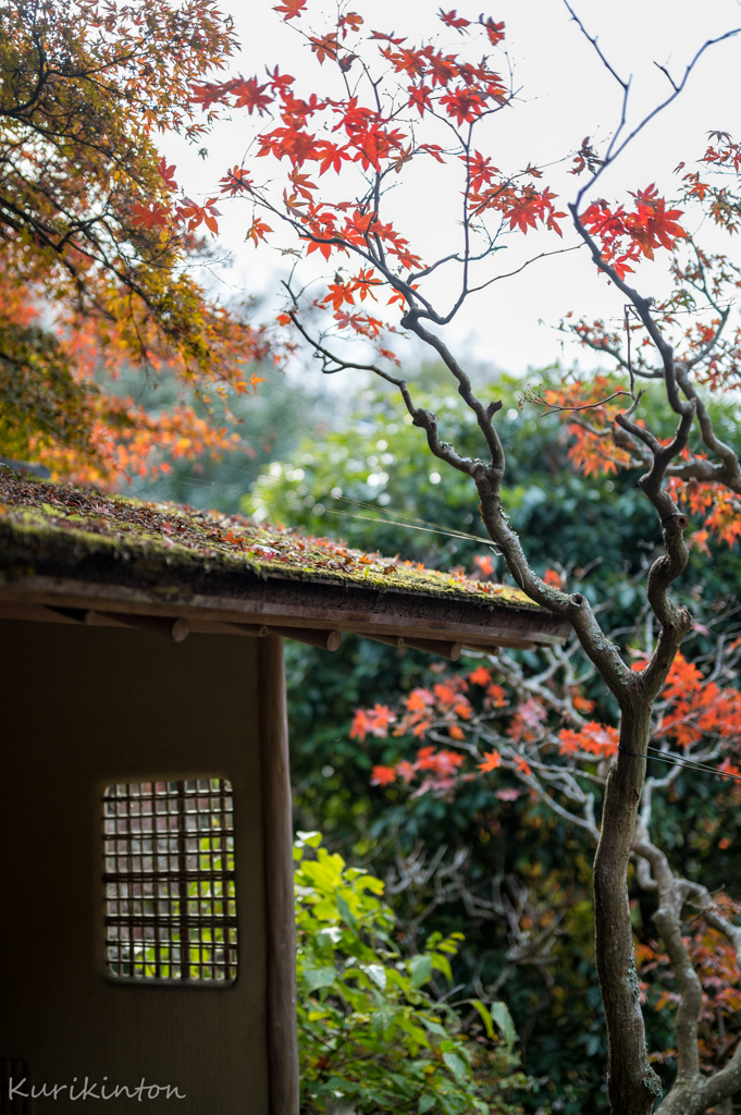 日本の秋・円覚寺