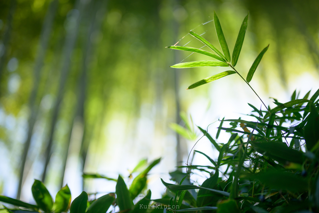 竹林