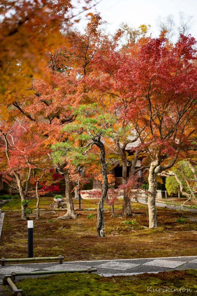 紅葉の中の緑一点