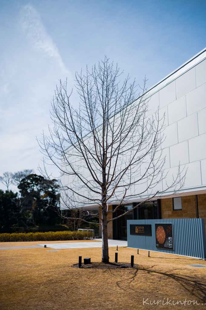 鎌倉の一本木