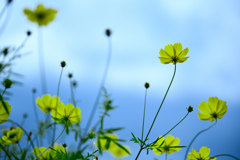 秋の花・キバナコスモス