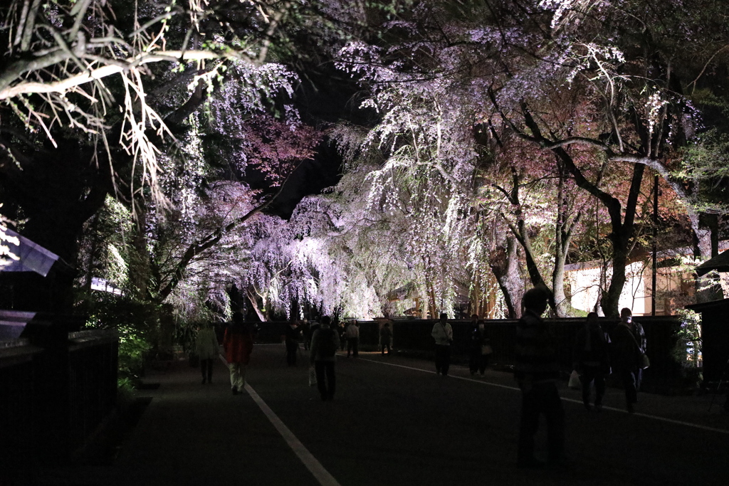 角館の桜