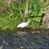 河辺のwild bird