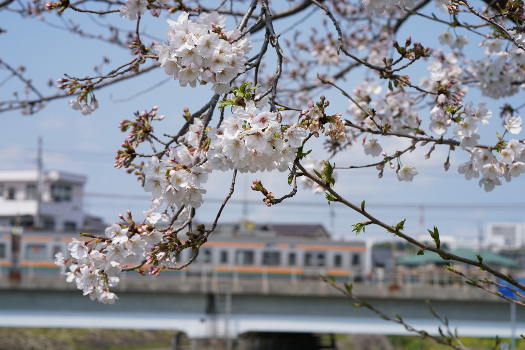 桜を見るかい？