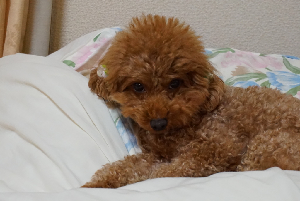 愛犬
