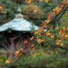 紅葉　定光寺公園