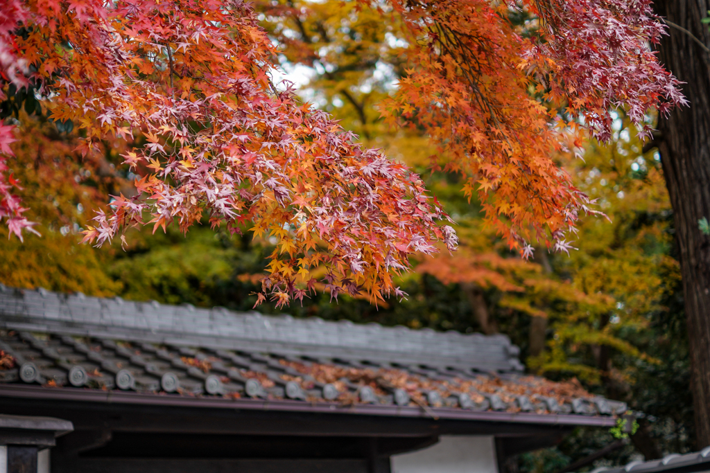 紅葉　彦根城下