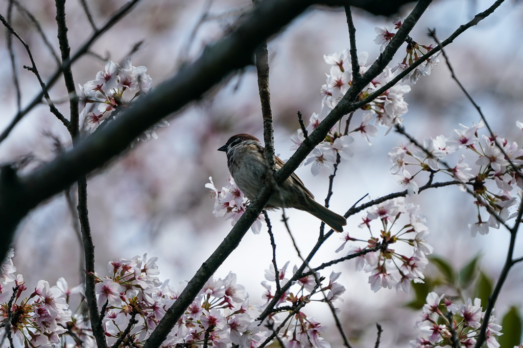 桜