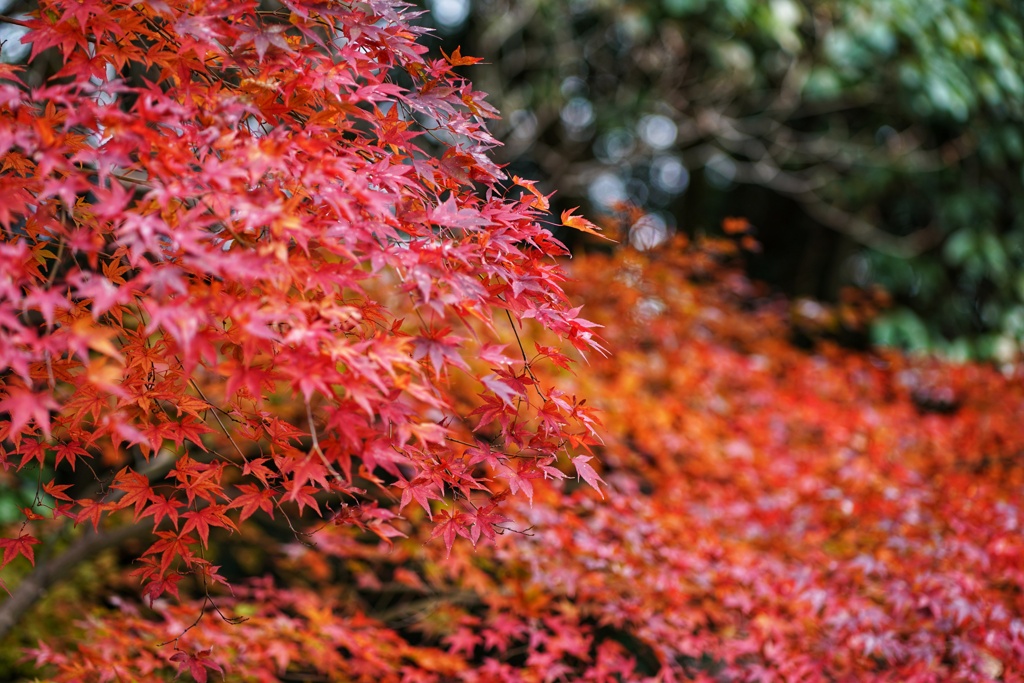 紅蓮