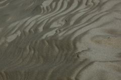 鳥取砂丘　風紋