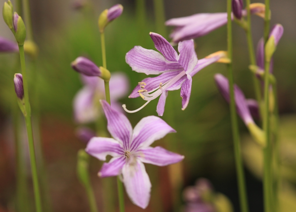 ギボウシの花