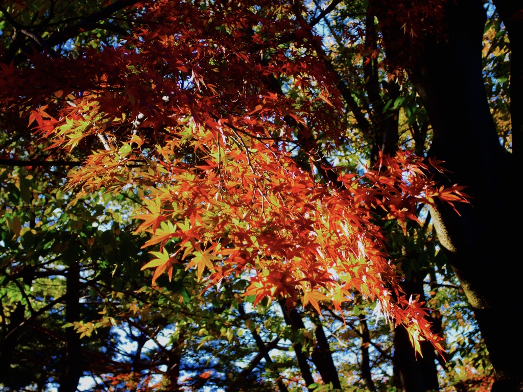 光差す紅の葉