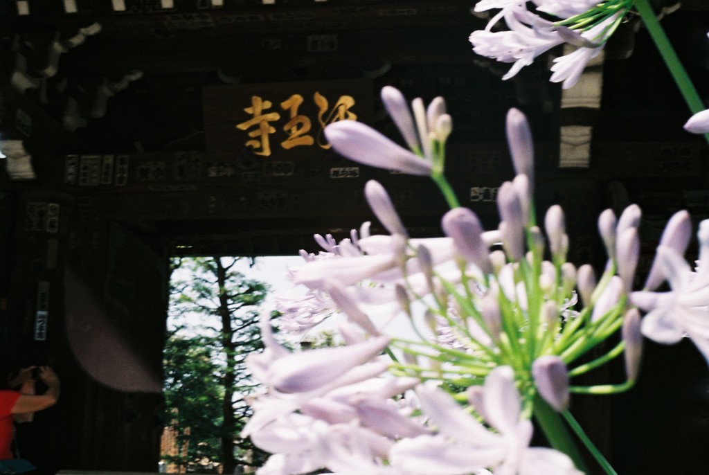 花と光