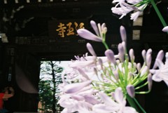 花と光