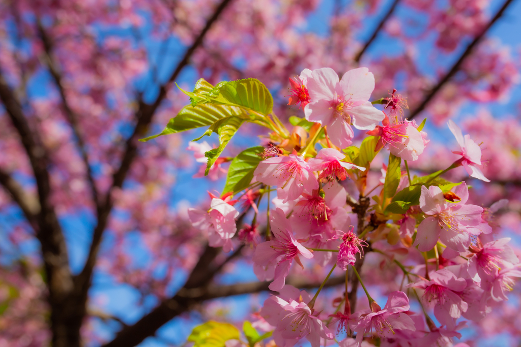 河津桜_3