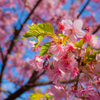 河津桜_3