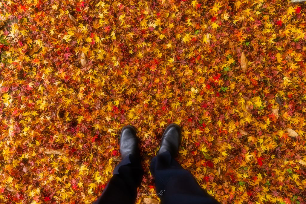 fallen leaves