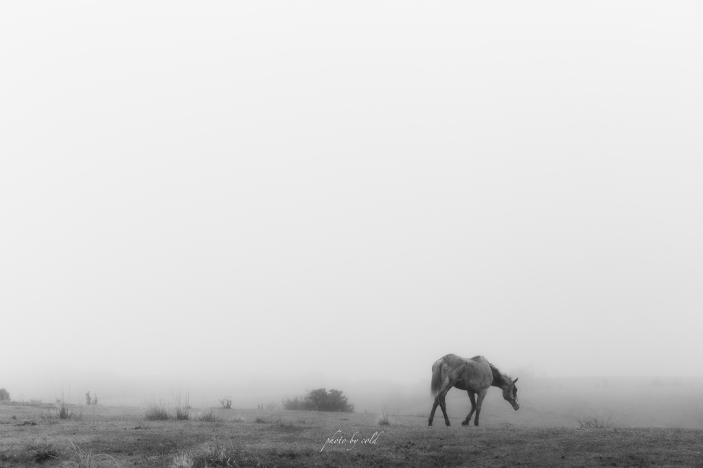 霧と馬
