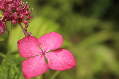 紫陽花