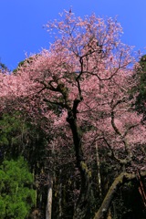 虎尾桜