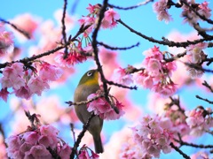 早春の鎮国寺
