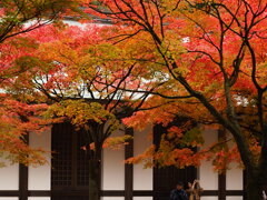 呑山観音寺の紅葉