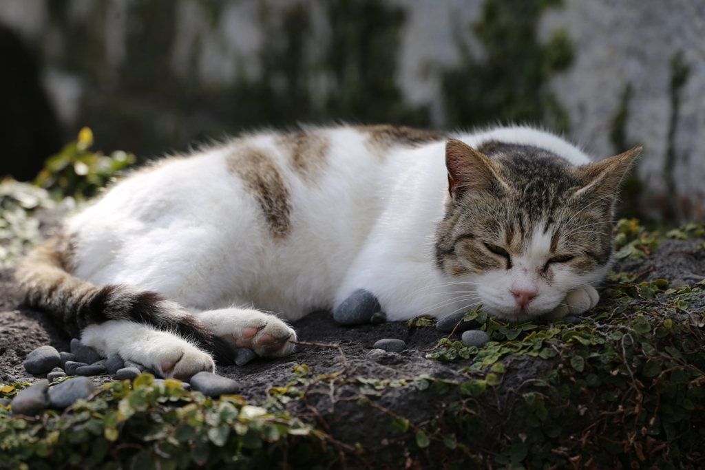 眠り猫
