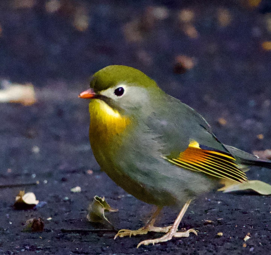 ソウシチョウ