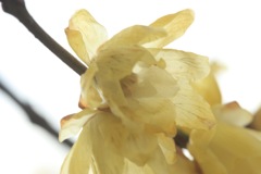 芳しい香り