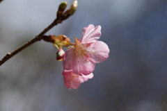 咲き始めの緋寒桜