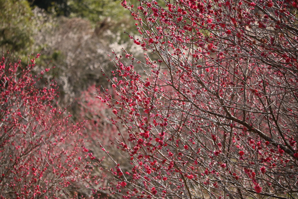 三船山麓の梅林