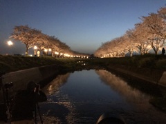 草場川のライトアップ