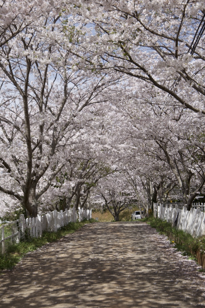 正助村の桜のトンネル