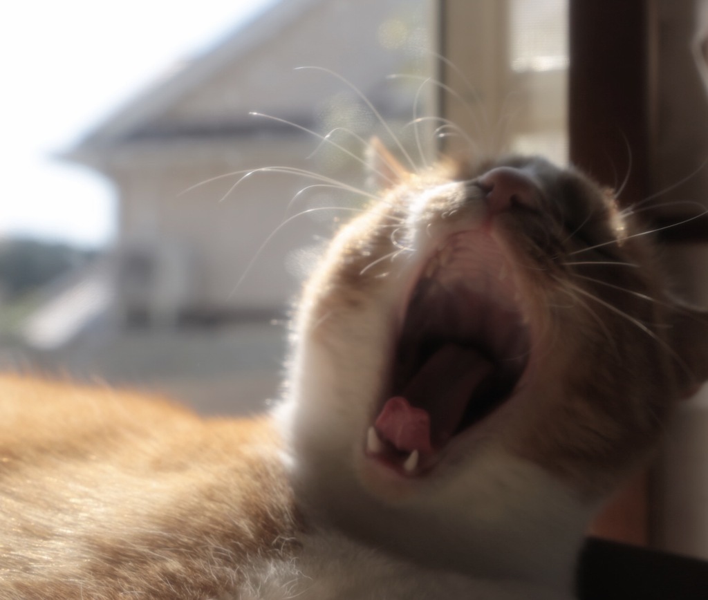 ねむ〜いよ