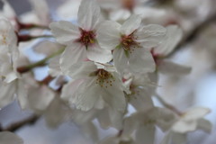 桜便り