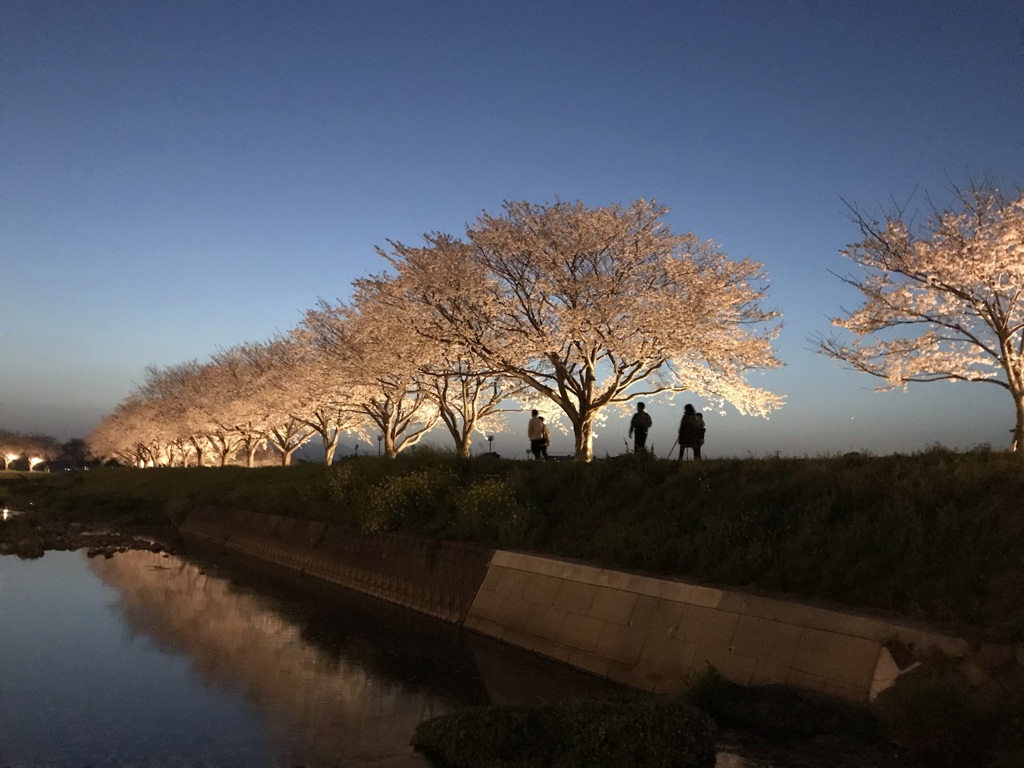 桜ライトアップ