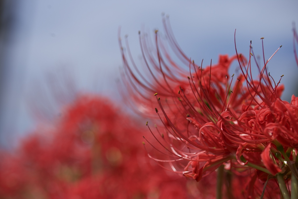 曼珠沙華