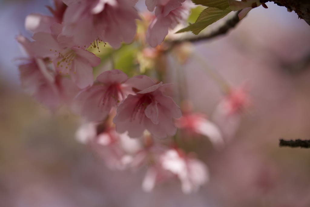 緋寒桜