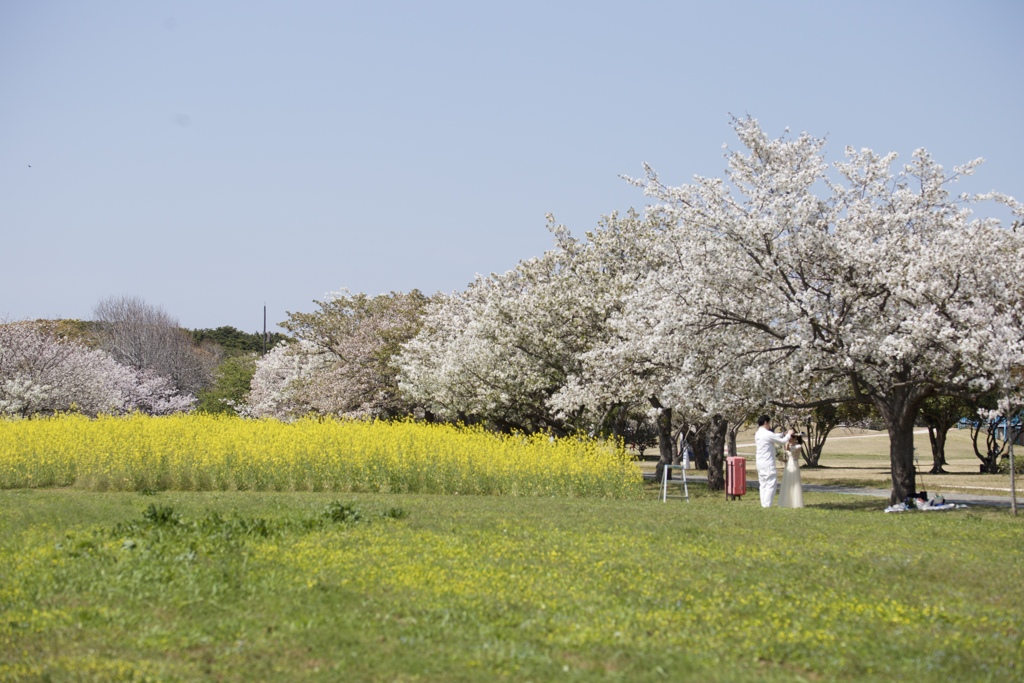 桜の下で。