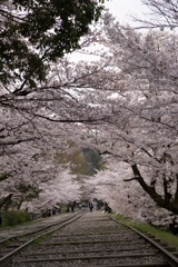 桜の道