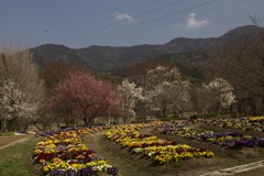 春が来た花公園