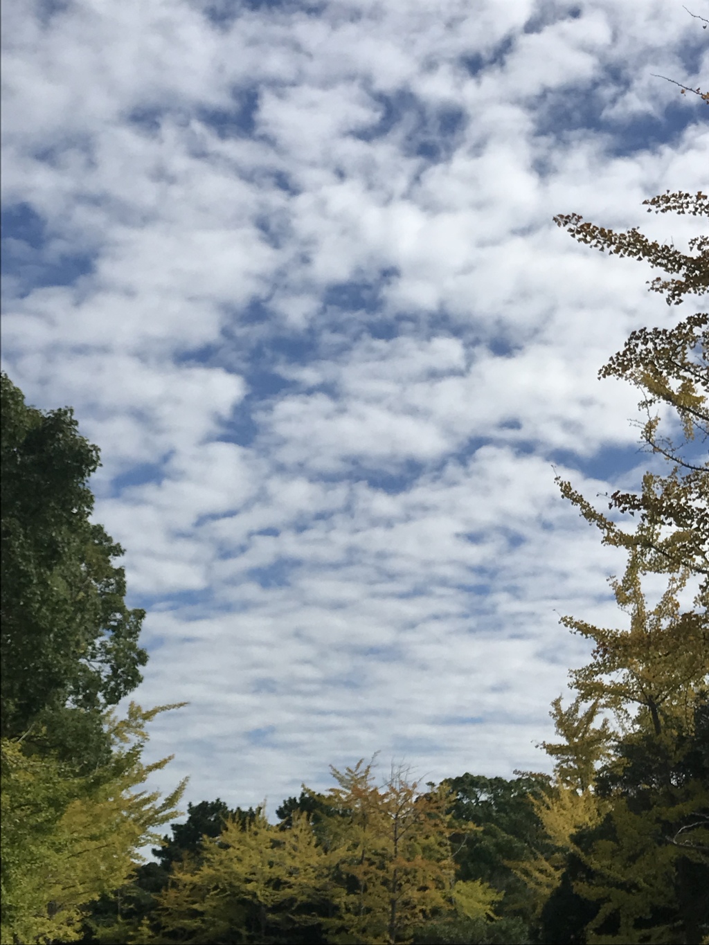 のびやかな空
