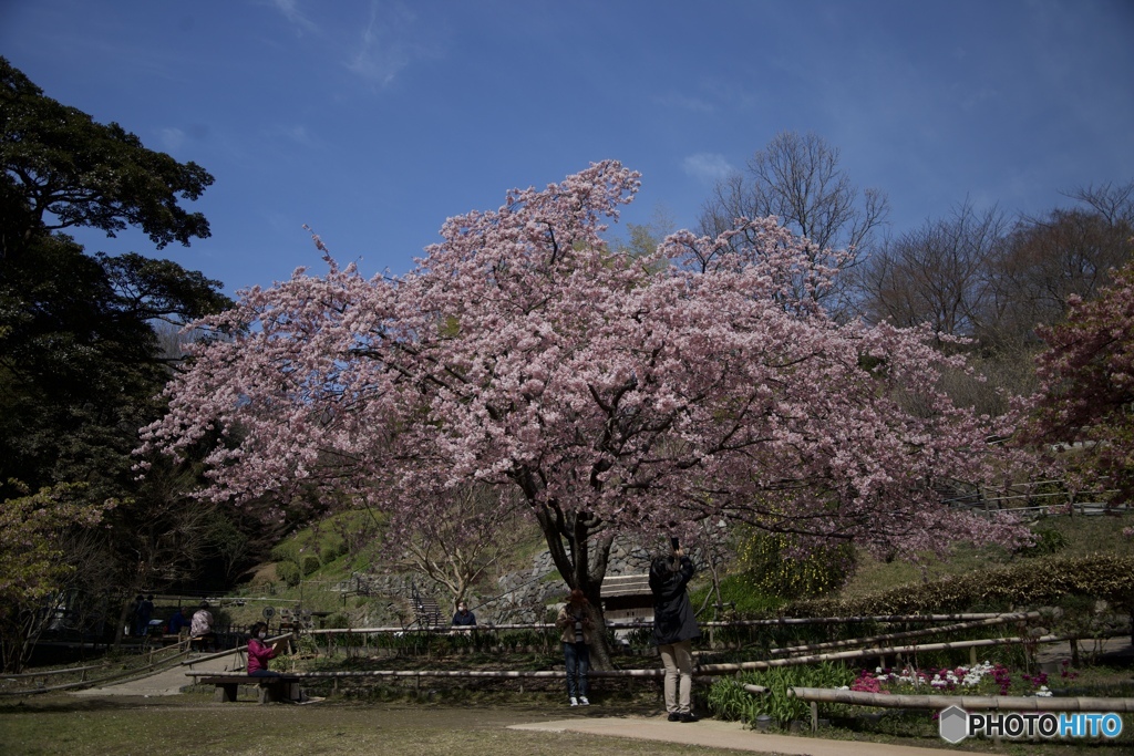 寒緋桜