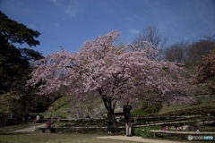 寒緋桜