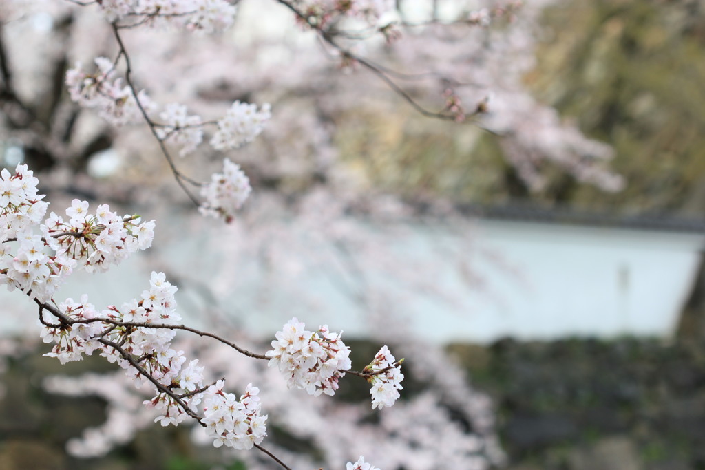 お城と桜