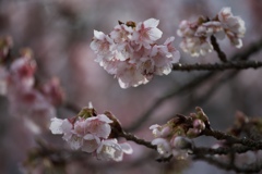 熱海桜