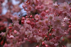 しだれ桜