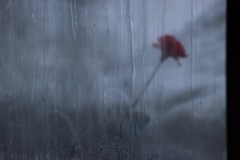 カーネーション